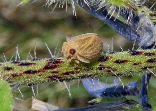 Agalmatium sp.